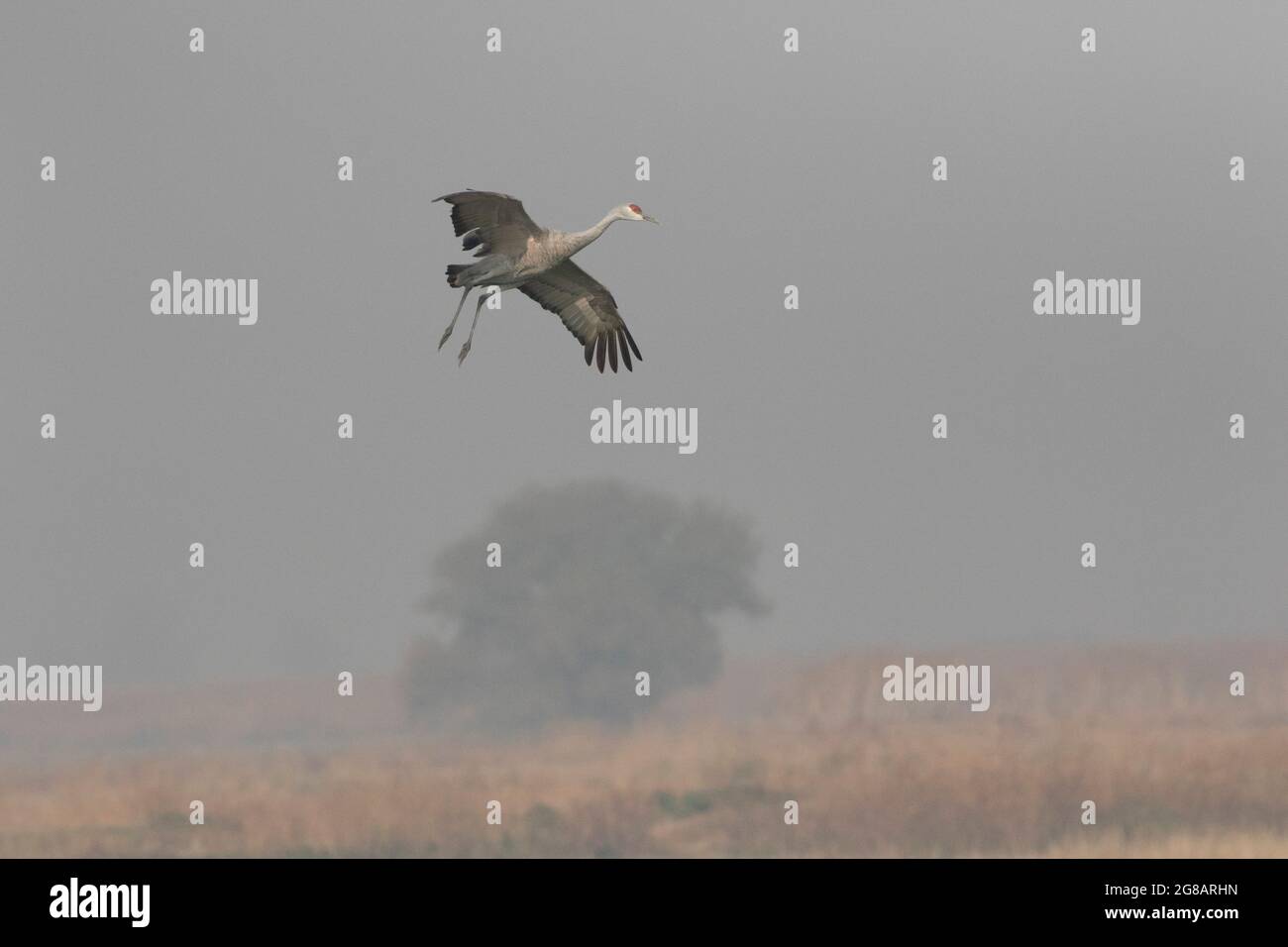 Ein Erwachsener, der kleine Sandhill Crane, fällt durch einen rauchgefüllten Himmel, um im zentralen Überwinterungsgebiet des kalifornischen Merced National Wildlife Refuge zu landen. Stockfoto