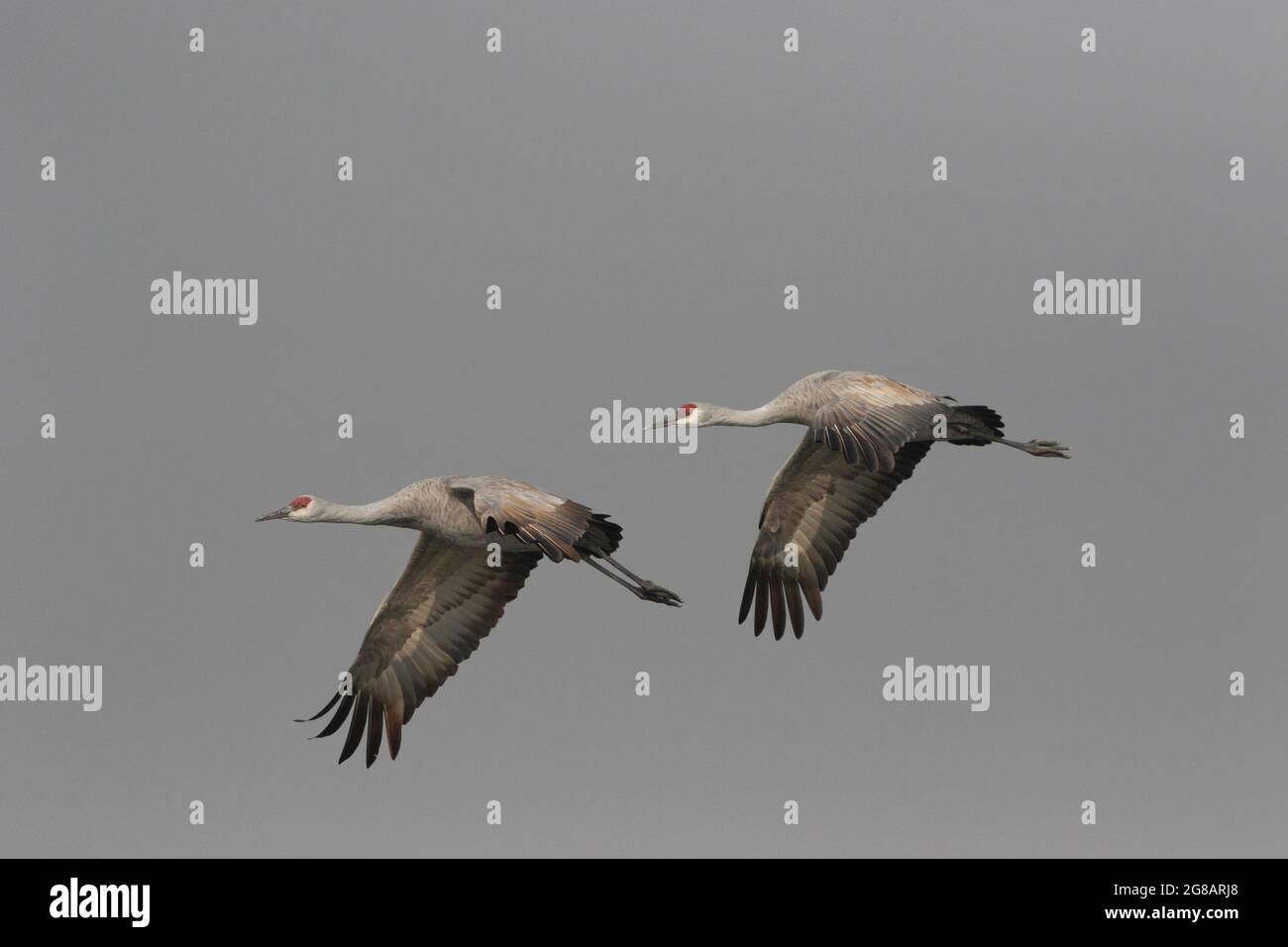 Ein erwachsenes Paar kleiner Sandhügelkrane, Antigone canadensis, fliegt über einen nebligen Hintergrund im kalifornischen Merced NWR. Stockfoto