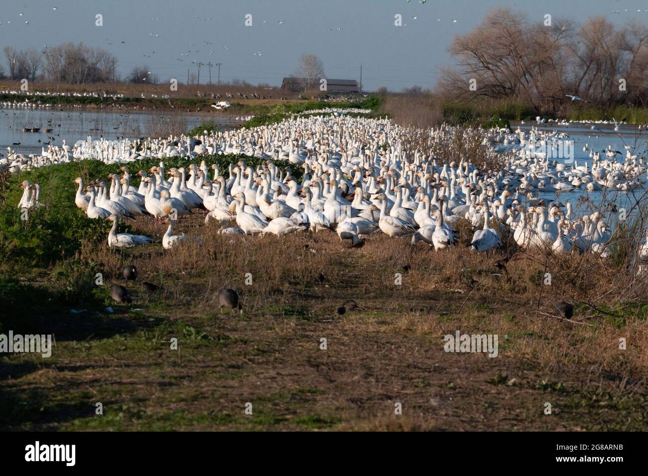 Eine riesige Herde wandernder Schneegänse, Chen caerulescens, brütet auf einem Feuchtgebiet Deich im kalifornischen Merced National Wildlife Refuge. Stockfoto