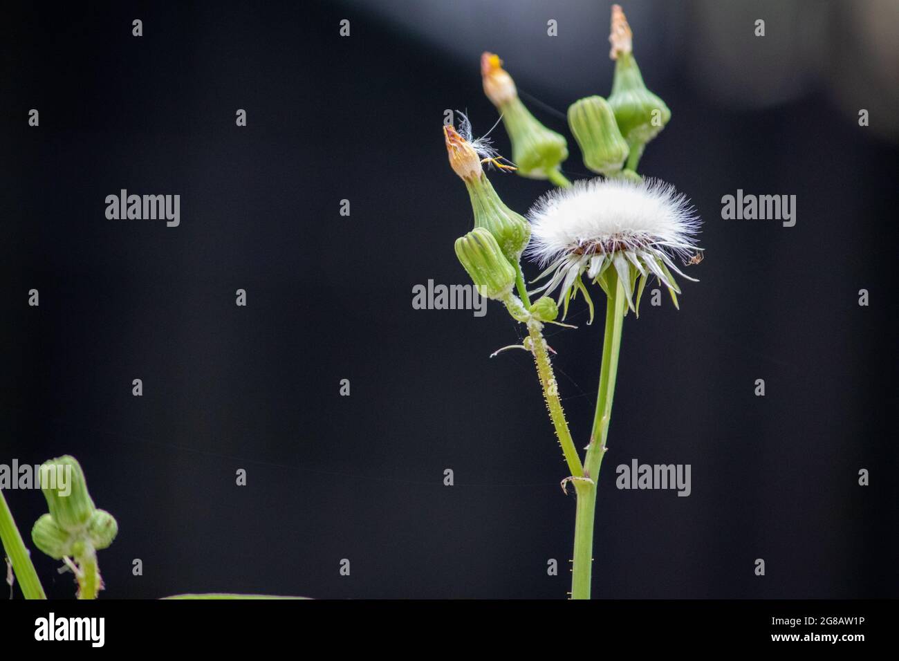 Säen Thistle-Unkraut in Nebraska mit gelben Blüten Sonchus oleraceus . Hochwertige Fotos Stockfoto