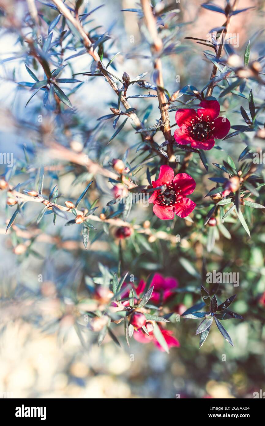 Nahaufnahme der neuseeländischen Tea Bush-Pflanze mit dunklen Blättern und roten Blumen im Freien im sonnigen Hinterhof, aufgenommen in geringer Tiefenschärfe Stockfoto