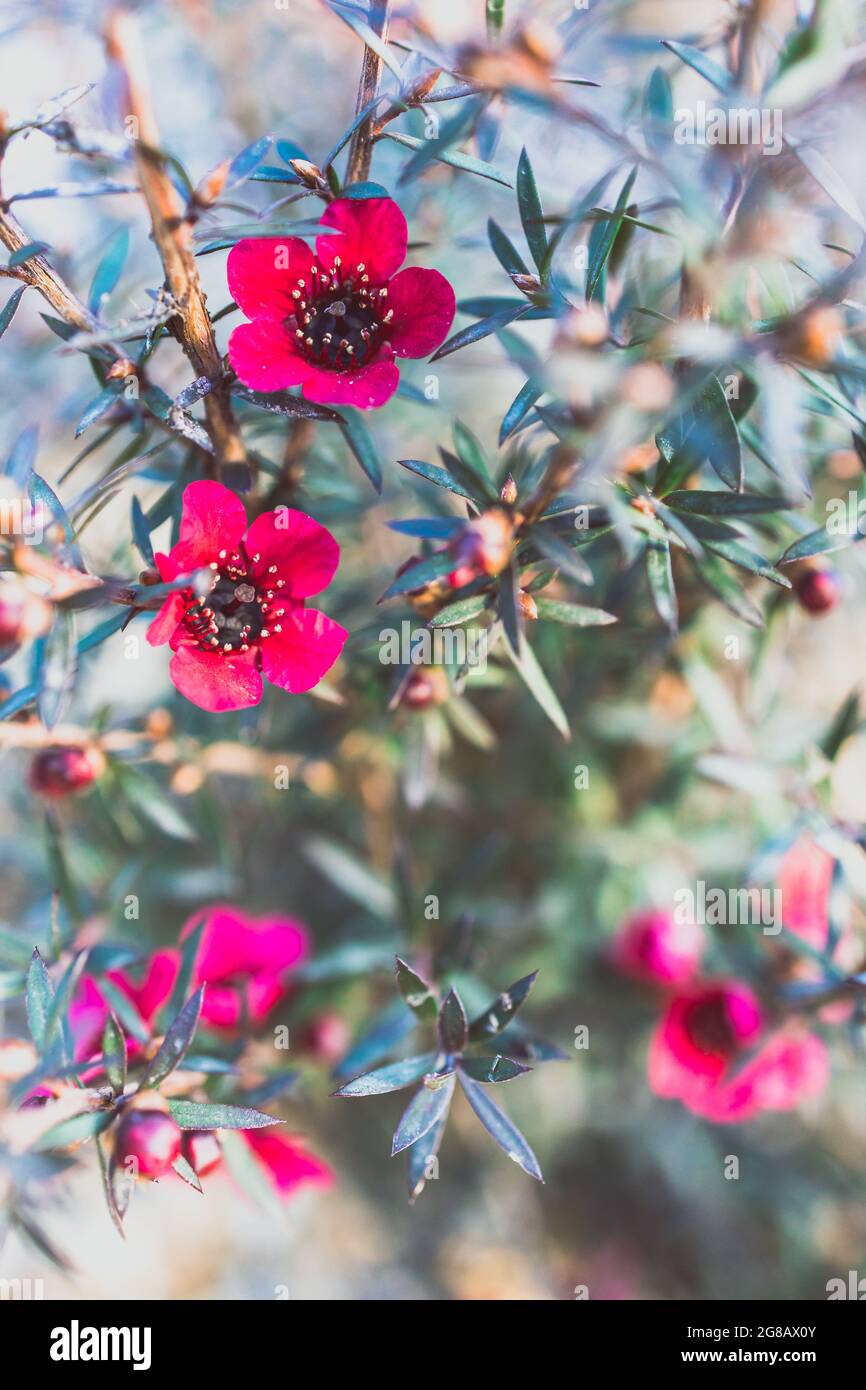 Nahaufnahme der neuseeländischen Tea Bush-Pflanze mit dunklen Blättern und roten Blumen im Freien im sonnigen Hinterhof, aufgenommen in geringer Tiefenschärfe Stockfoto