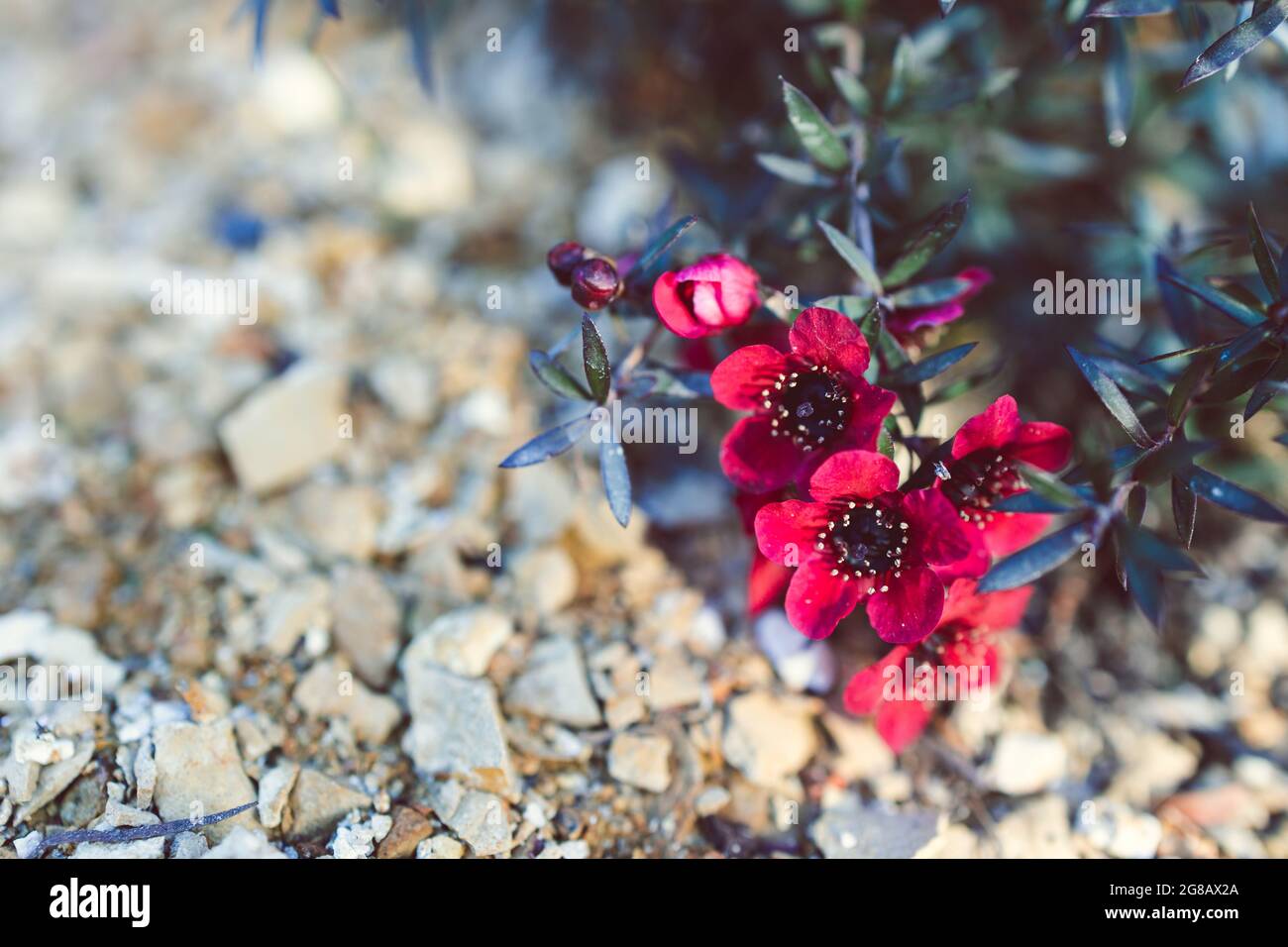 Nahaufnahme der neuseeländischen Tea Bush-Pflanze mit dunklen Blättern und roten Blumen im Freien im sonnigen Hinterhof, aufgenommen in geringer Tiefenschärfe Stockfoto