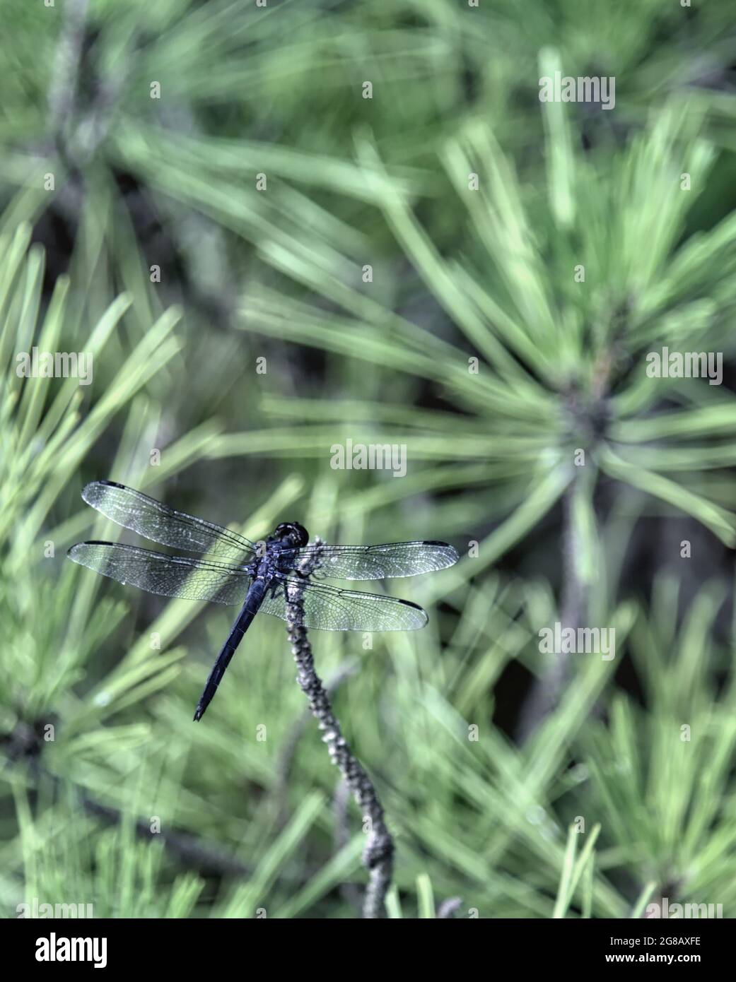 Die Fliege auf Kiefernästen Stockfoto