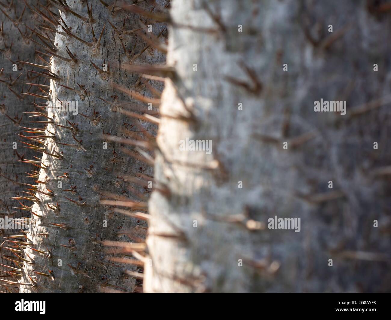 Nahaufnahme der Stacheln am Kaktusstamm. Nahaufnahme Detail des Dornenstammes der Madagaskar-Palme (Pachypodium lamerei). Grüner natürlicher Hintergrund. Stockfoto