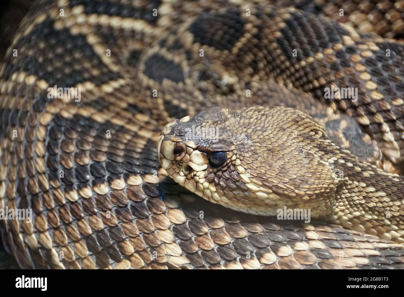Nahaufnahme der schönen Muster von Eastern Diamondback Rattlesnake Stockfoto
