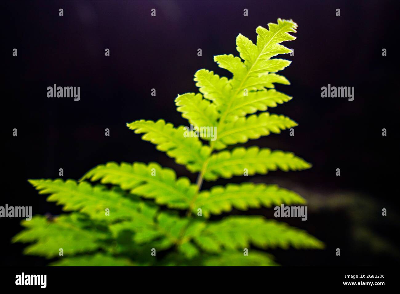 Schöne Höhle mit Licht im MOC Chau Bezirk Nordvietnam Stockfoto