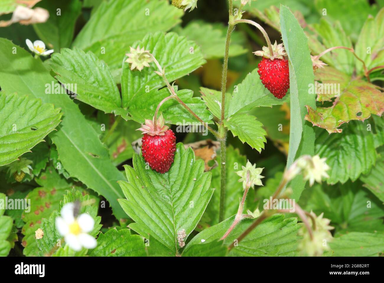 Ein Busch aus wilden Erdbeeren mit natürlichen, saftigen, duftenden, roten Beeren. Selektiver Fokus. Stockfoto