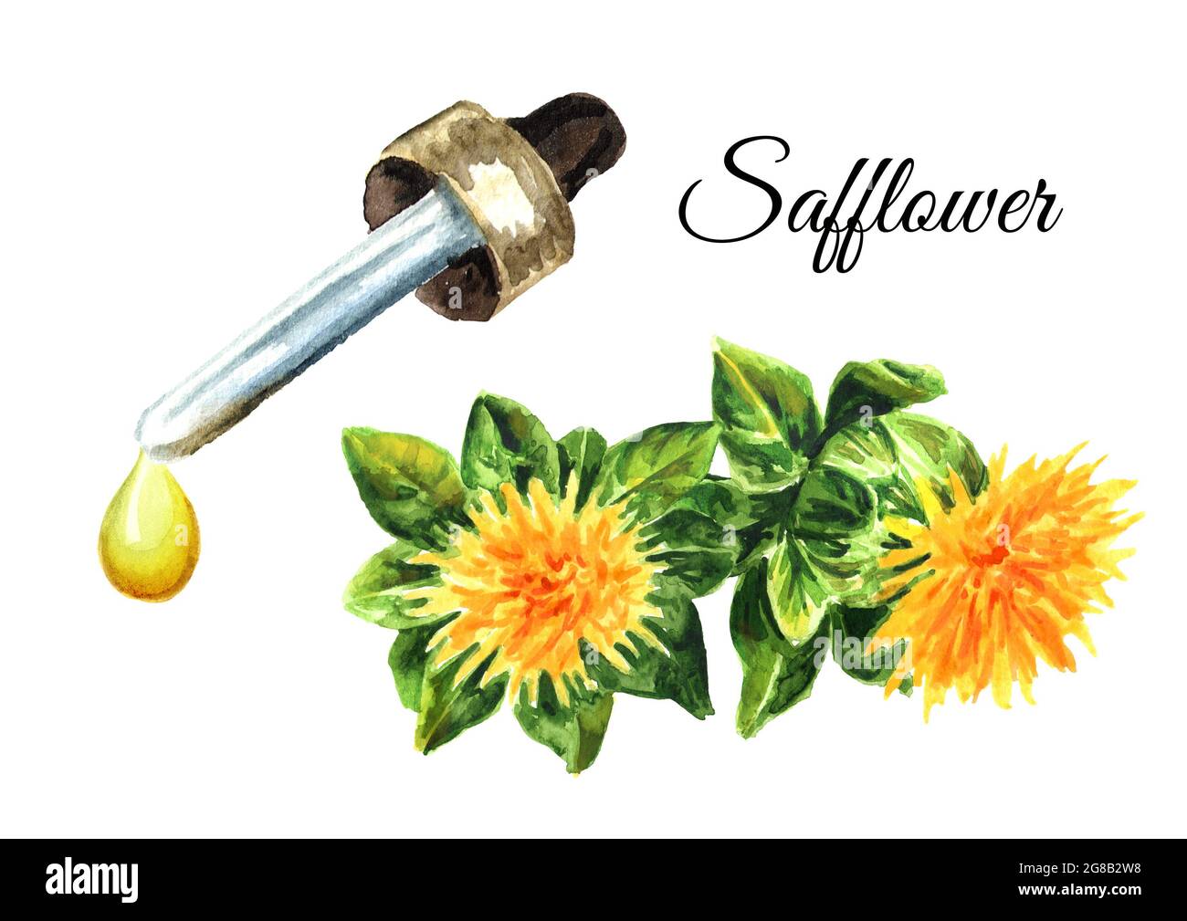 Blume des Saflor und Öltropfen. Handgezeichnete Aquarelldarstellung isoliert auf weißem Hintergrund Stockfoto