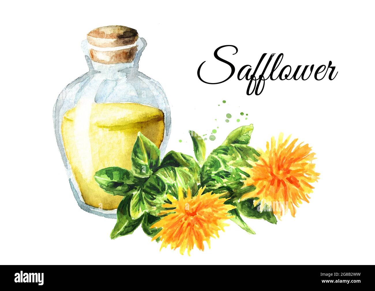 Blume des Saflor und eine Flasche Öl. Handgezeichnete Aquarelldarstellung isoliert auf weißem Hintergrund Stockfoto