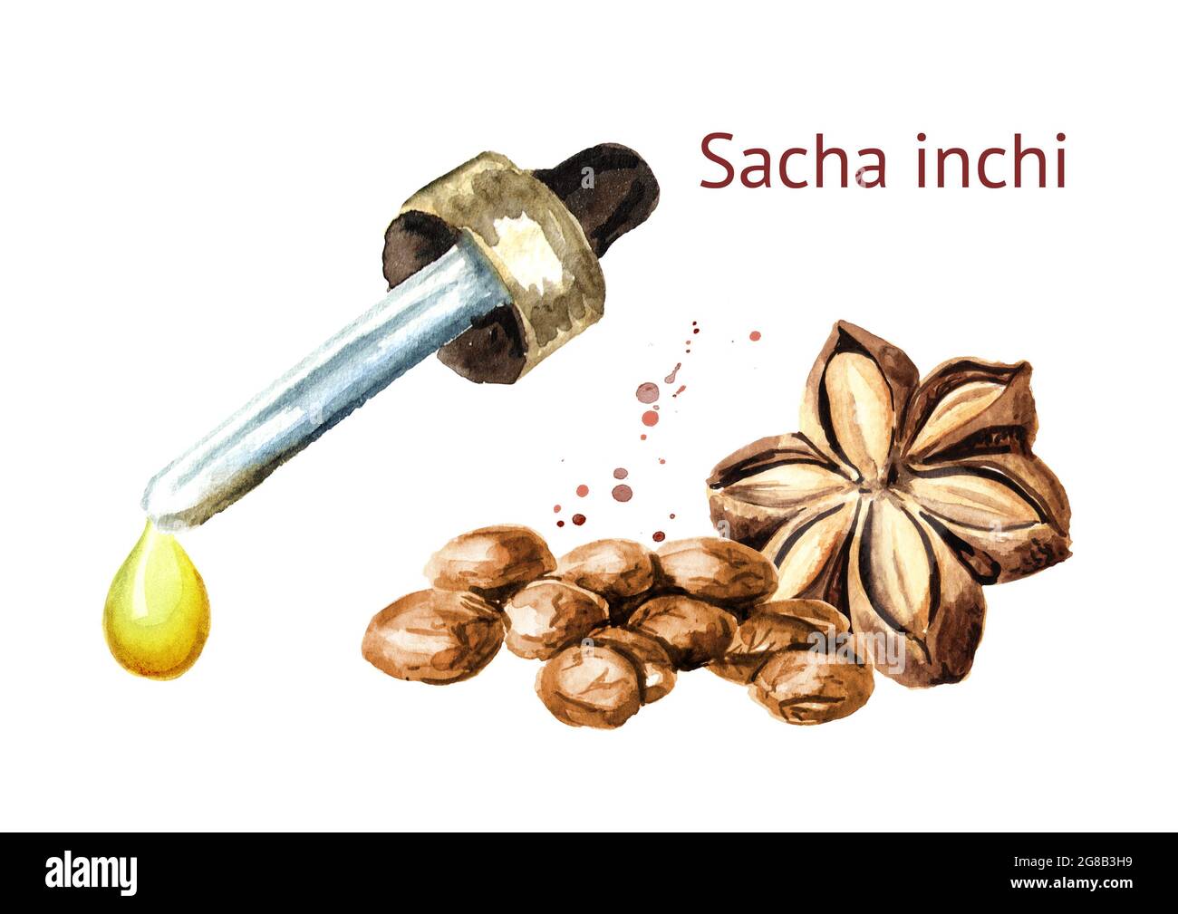 Sacha Inchi Öltropfen. Aquarell handgezeichnete Illustration, isoliert auf weißem Hintergrund Stockfoto