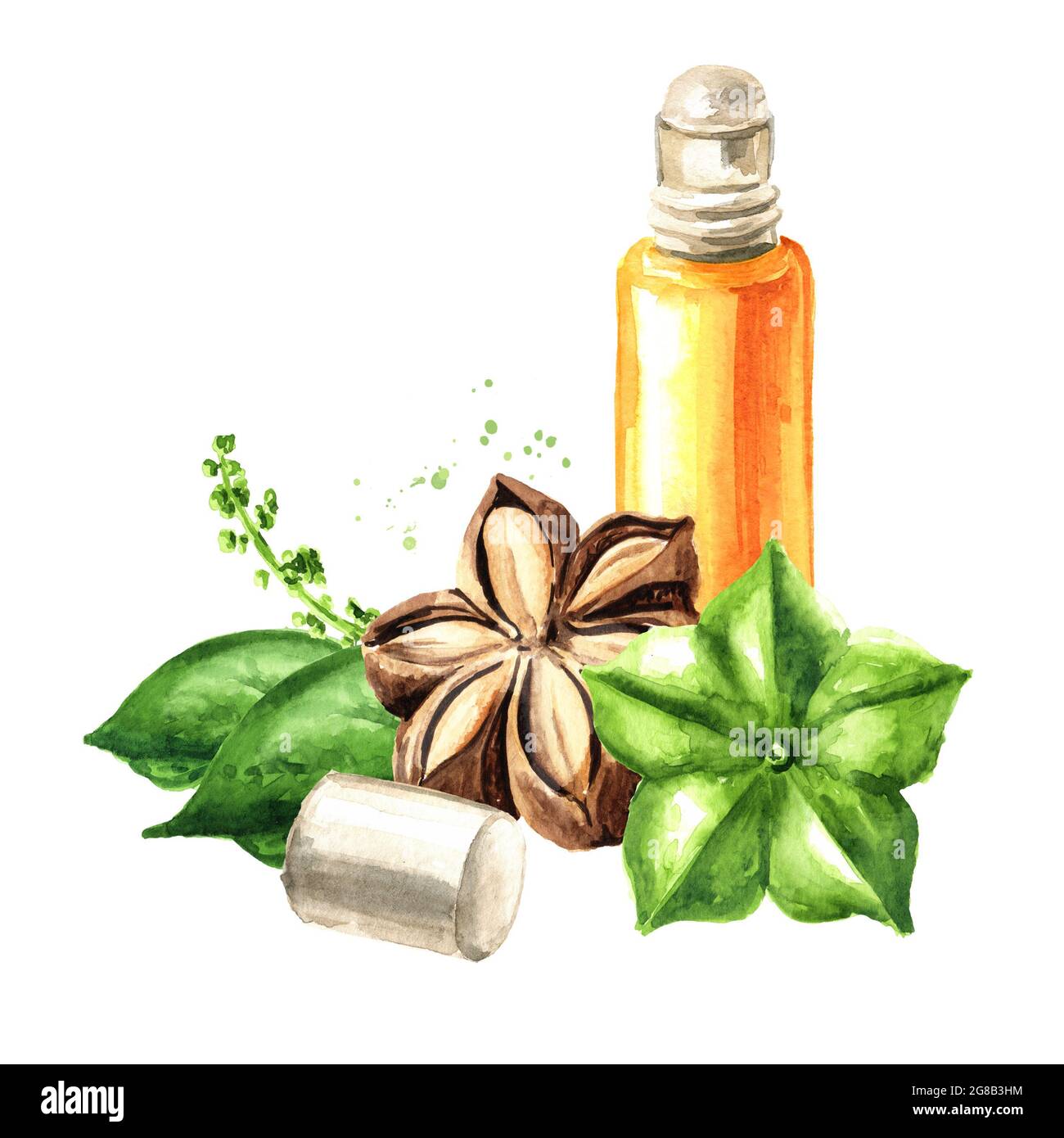 Sacha Inchi Öl und Nüsse. Aquarell handgezeichnete Illustration, isoliert auf weißem Hintergrund Stockfoto
