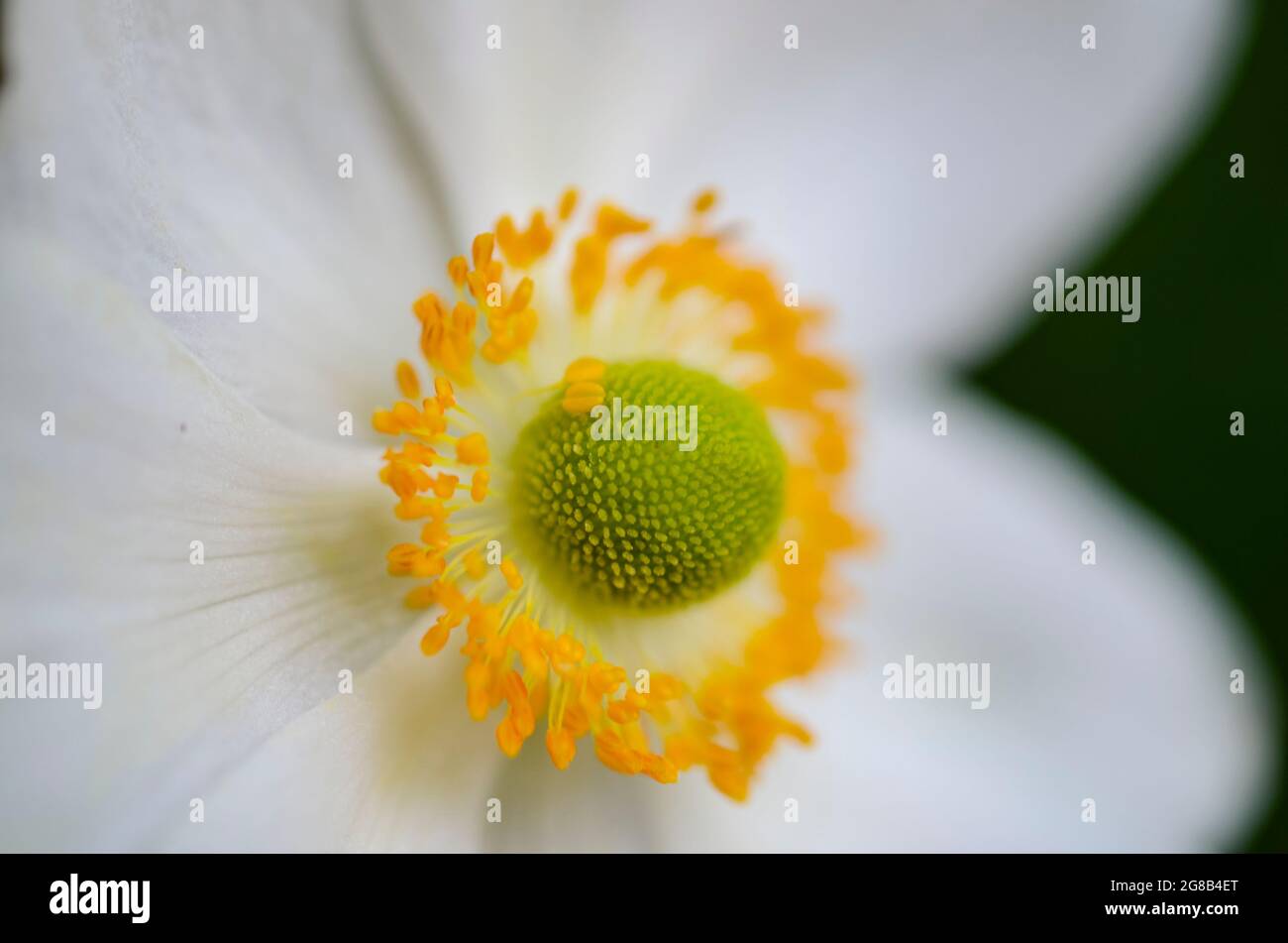 Makro-Fotografie Mit Schneeglöckchen-Anemone-Blumen Stockfoto