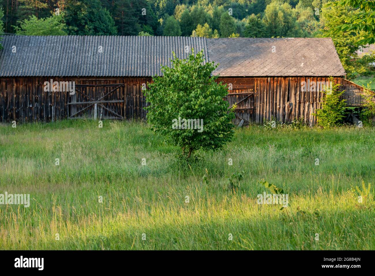 Alte, hölzerne Scheune zwischen grünen Bäumen, auf einer Wiese. Wald im Hintergrund. Krasnobród, Roztocze, Polen. Stockfoto