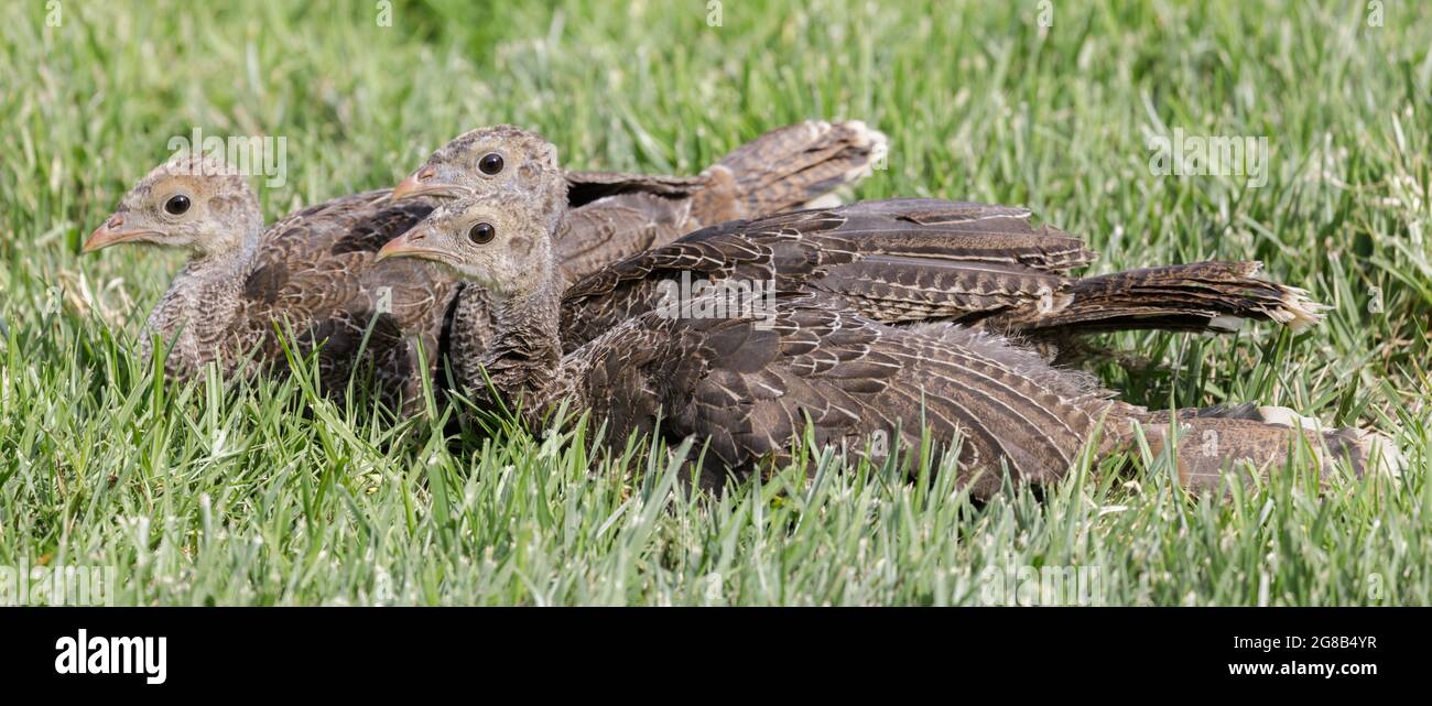 Wilde Putenjuvenile ruhen mit Vorsicht. Quail Hollow Ranch County Park, Santa Cruz County, Kalifornien, USA. Stockfoto