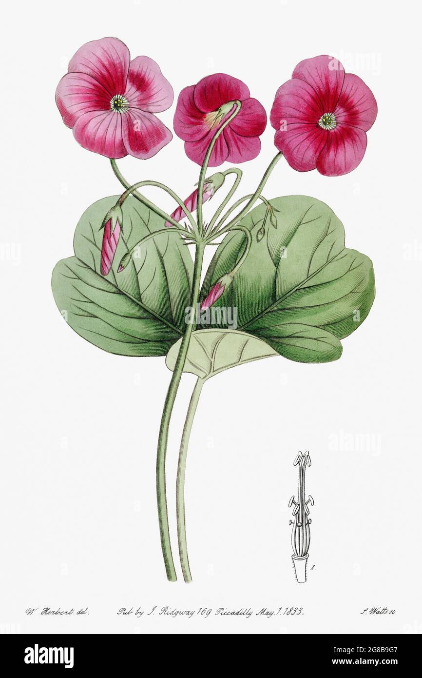 Bowie's oxalis aus Edwards's Botanical Register (1829-1847) von Sydenham Edwards, John Lindley und James Ridgway. Original aus der Biodiversität Stockfoto