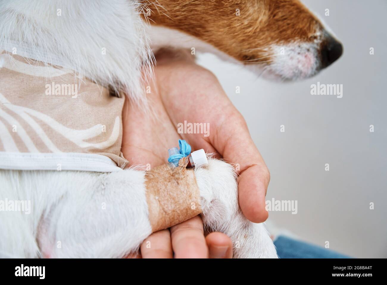 Der Besitzer verband die Pfote des Hundes. Tierpflege. Jack Russell Terrier mit Katheter. Rehabilitation des Tieres nach der Operation Stockfoto