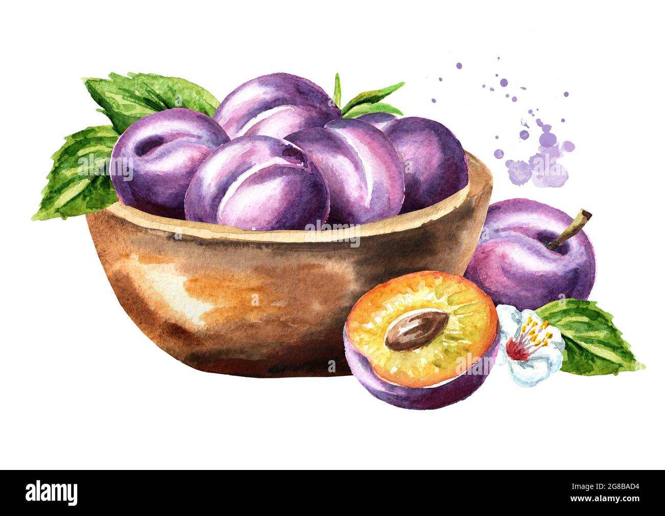 Aquarell Pflaumen Stockfotos Und Bilder Kaufen Alamy