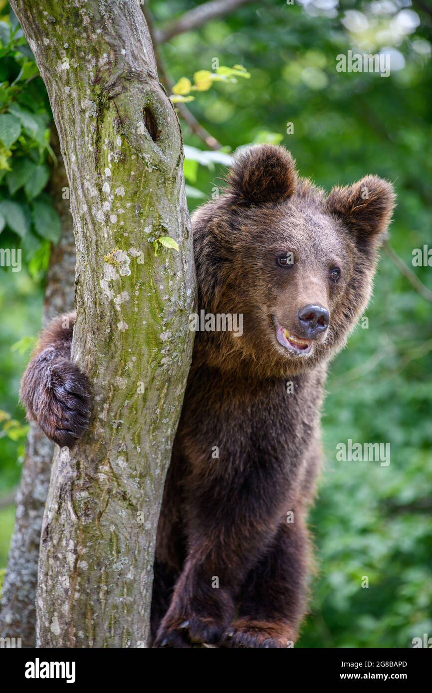Wilder Braunbär (Ursus Arctos) auf Baum im Sommerwald. Tier in natürlichem Lebensraum. Wildtierszene Stockfoto