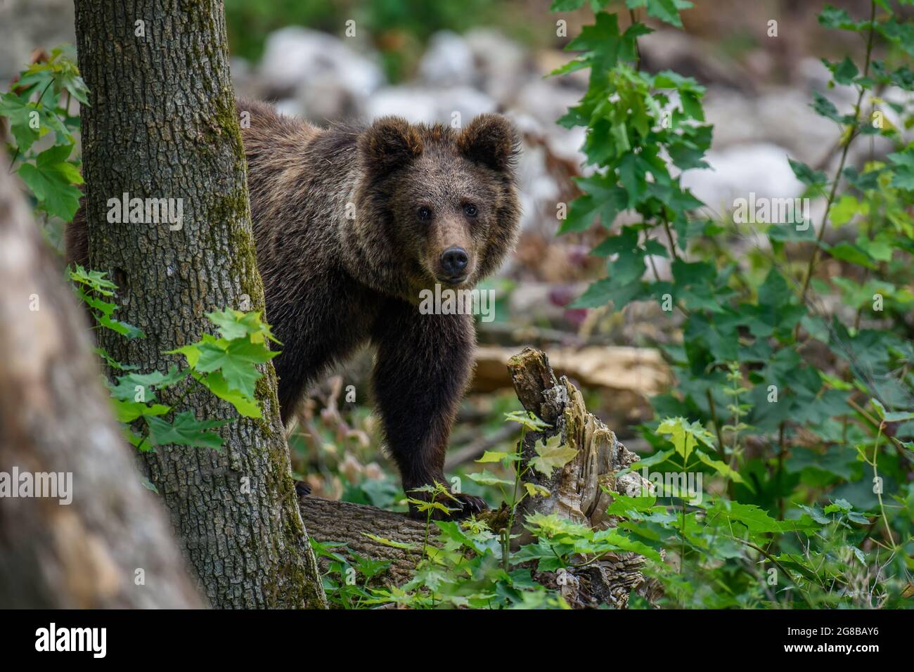 Wilder Braunbär (Ursus Arctos) im Sommerwald. Tier in natürlichem Lebensraum. Wildtierszene Stockfoto