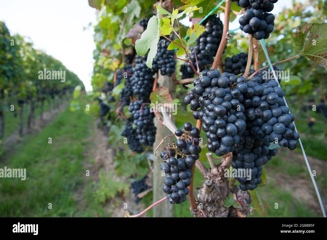 Pinot Noir Trauben wachsen im Ahrtal, Deutschland vom Rotweinwanderweg aus gesehen Stockfoto