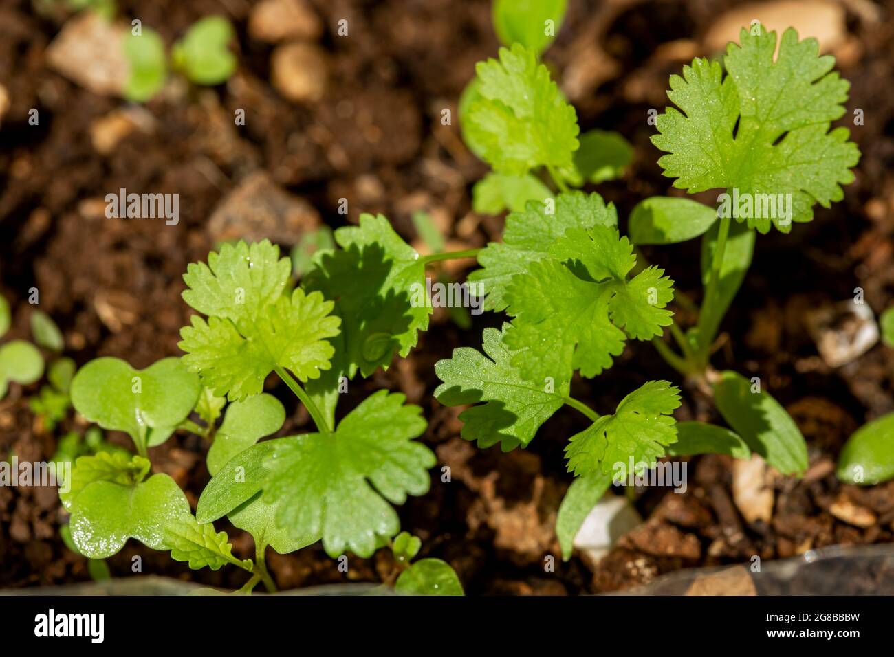 Junge Korianderpflanzen. Stockfoto