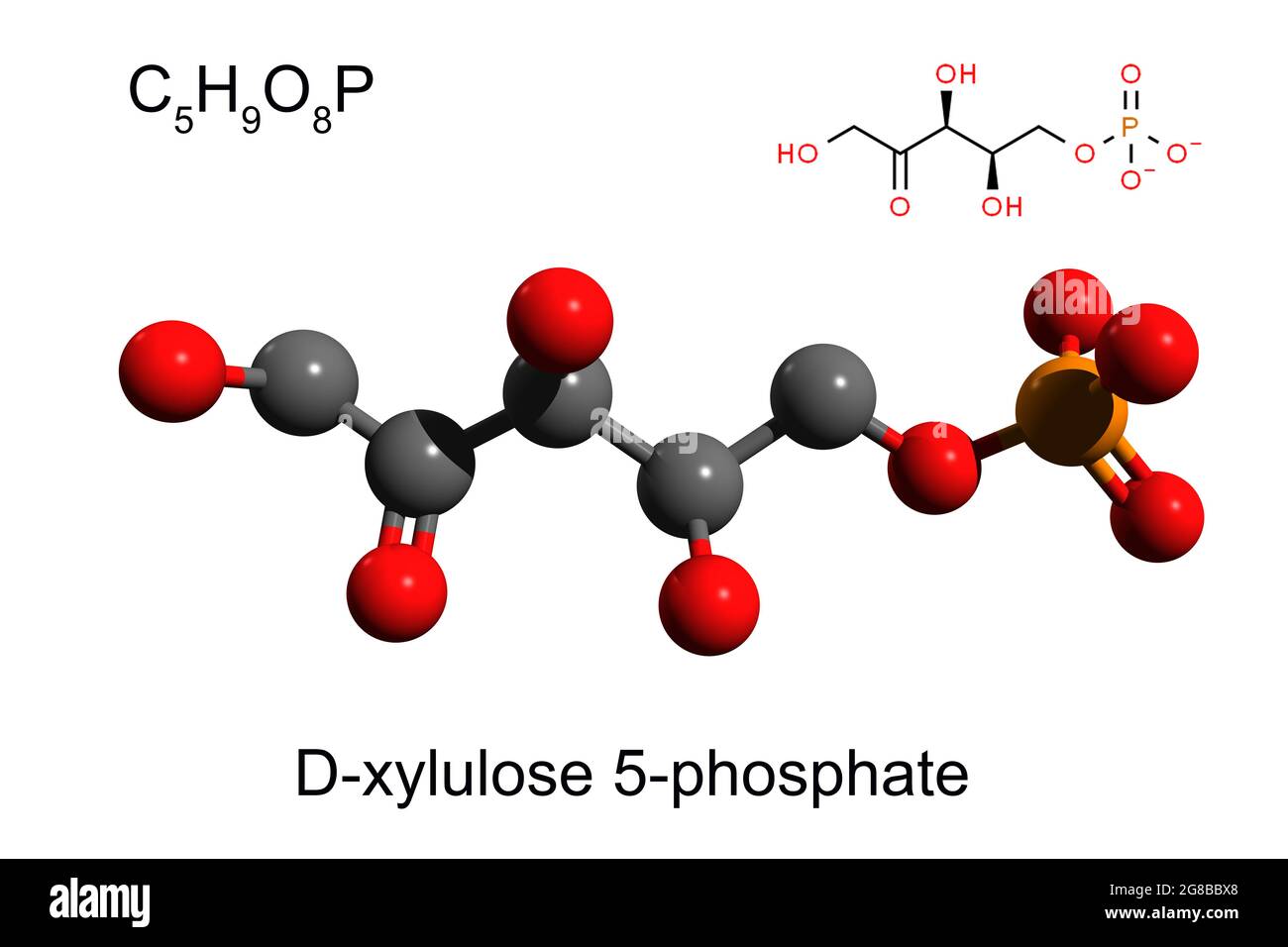 Chemische Formel, Skelettformel und 3D-Ball-and-Stick-Modell von Xylulose 5-Phosphat, weißer Hintergrund Stockfoto