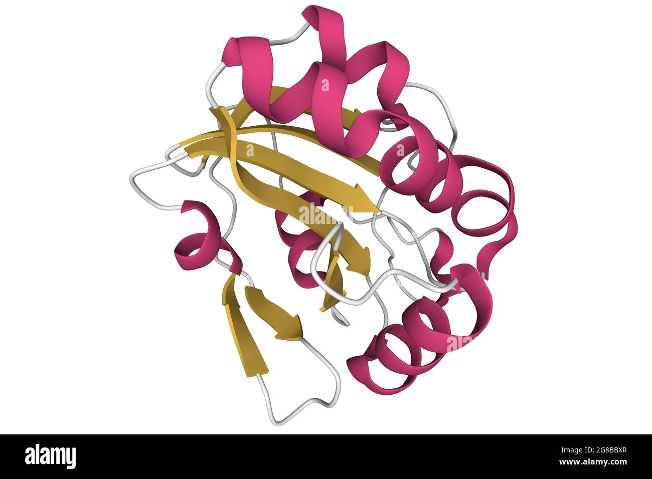 Struktur des menschlichen Peroxiredoxin 5, 3DCartoonModell, sekundäre