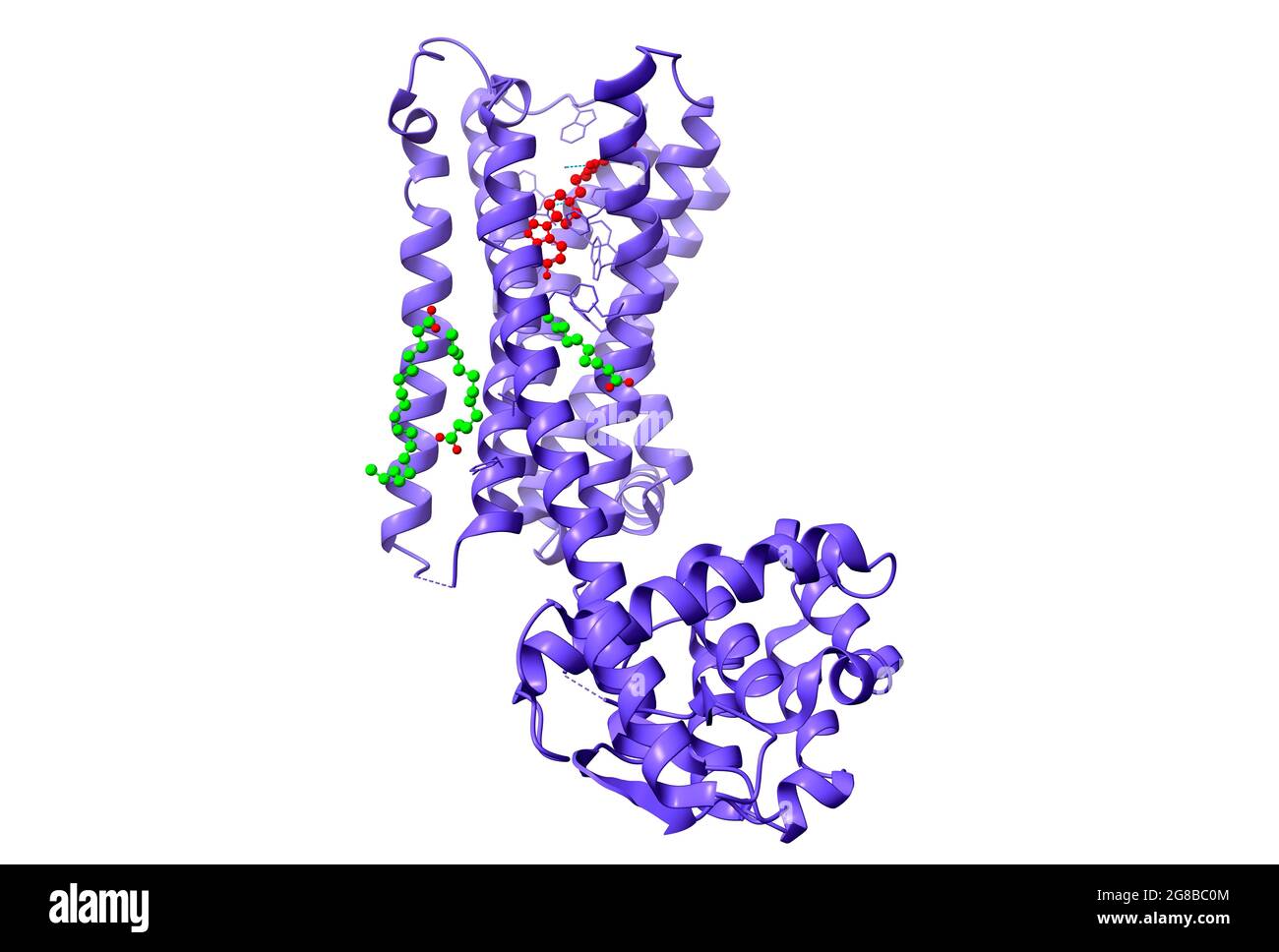Struktur des Dopaminrezeptors D2, der an das atypische Antipsychotikum Risperidon (rot), 3D-Cartoon und Ball-and-Stick-Modell gebunden ist Stockfoto