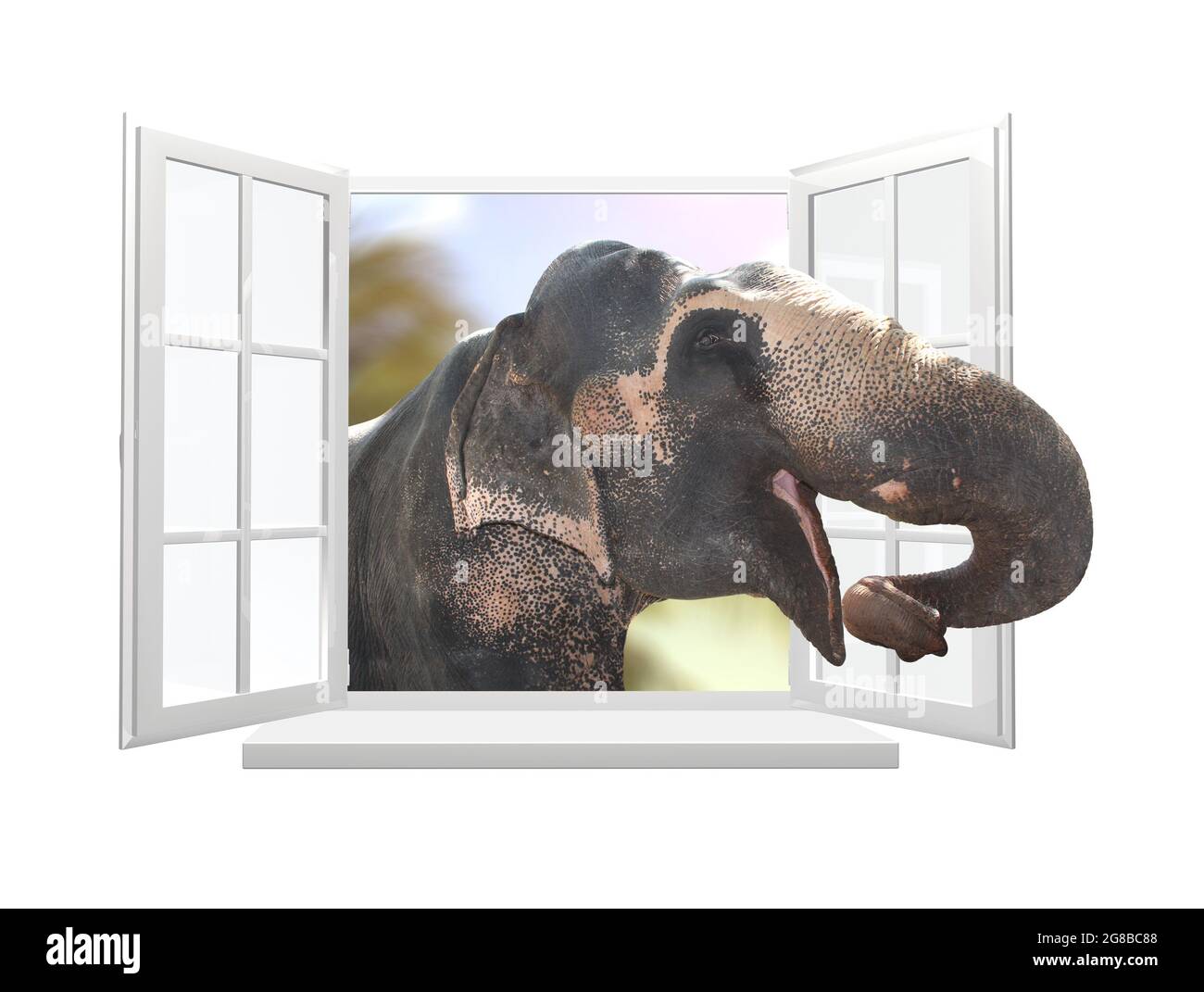 Elefant schaut durch ein Fenster. Niedlicher neugieriger Elefant starrst an das geöffnete Fenster. Isoliert auf weißem Hintergrund. 3d-Rendering Stockfoto