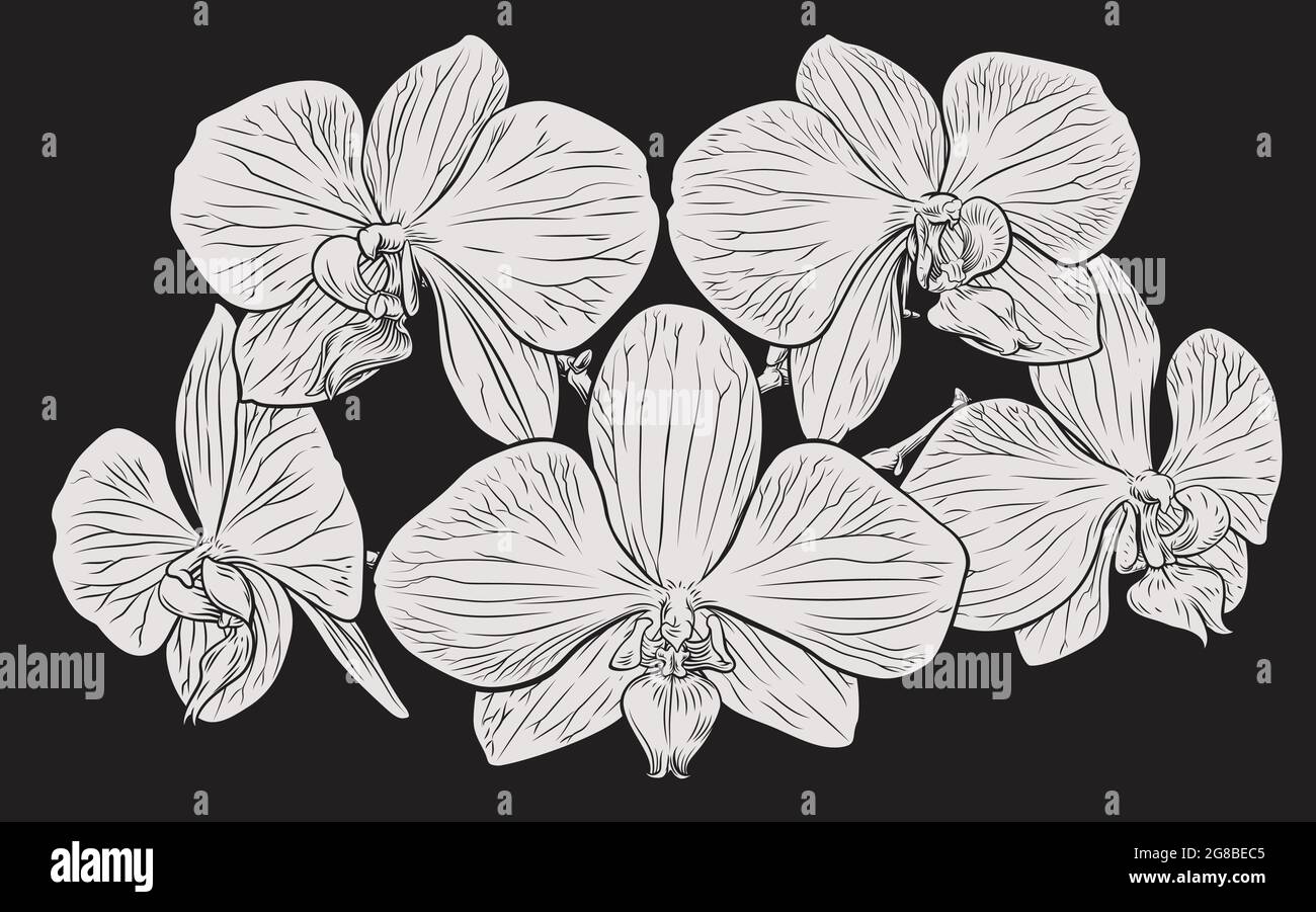 Orchid Flower Holzschnitt Radierung Stock Vektor