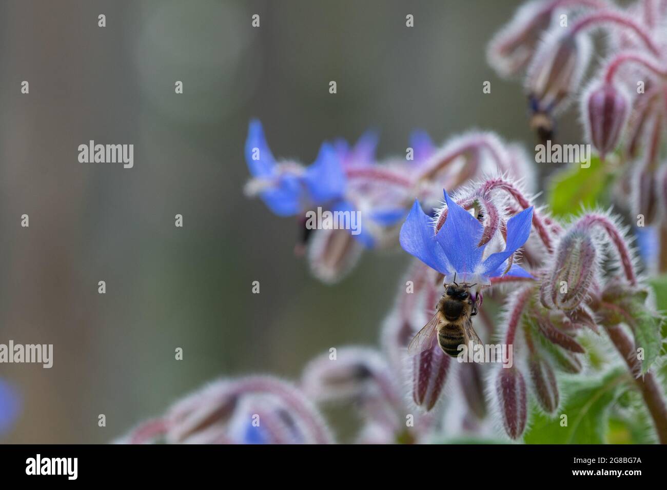 Honigbiene (APIs mellifera) auf Borretsch (Borago officinalis) Stockfoto