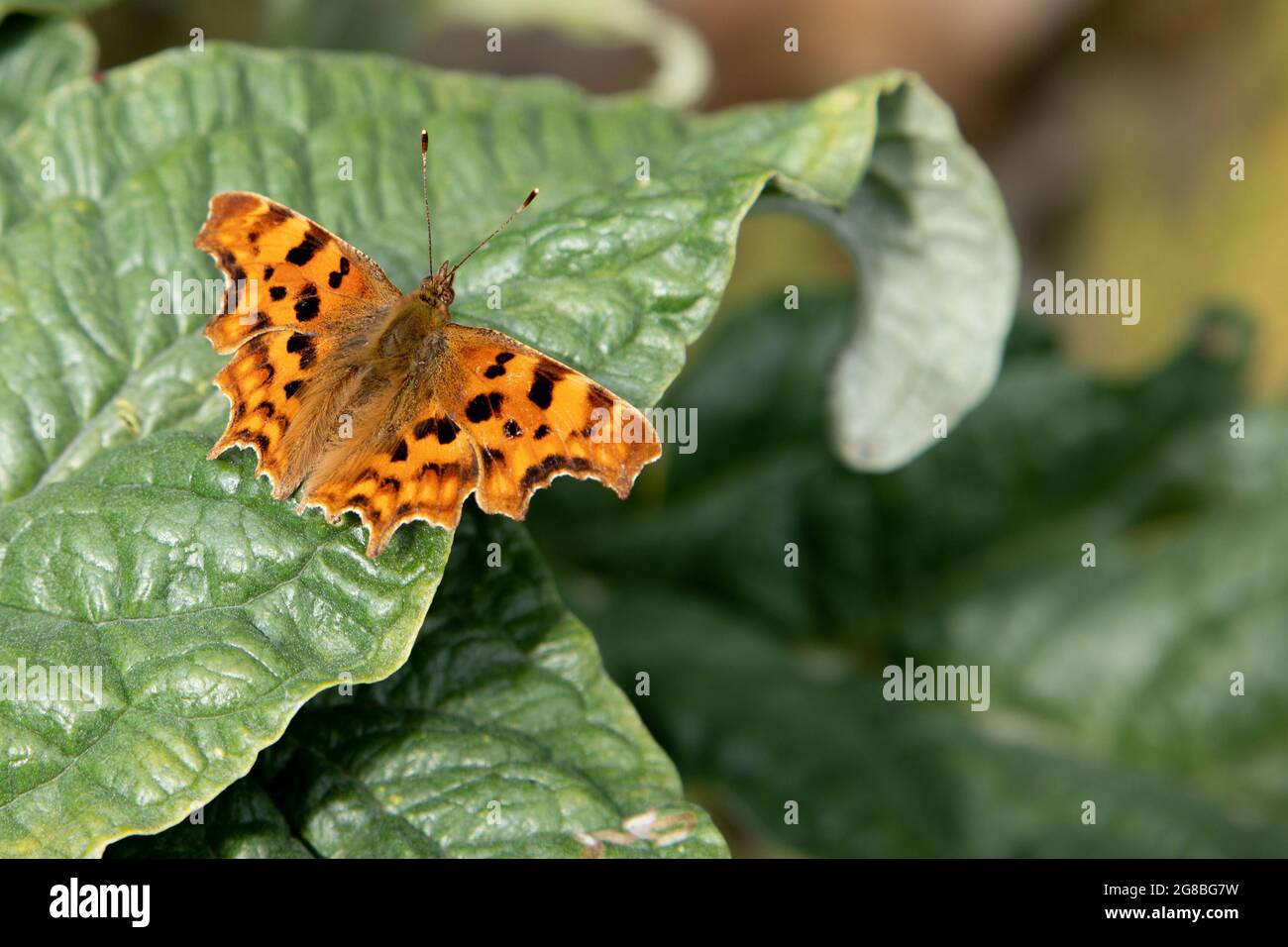 Komma Schmetterling (Polygonia c-Album) Stockfoto