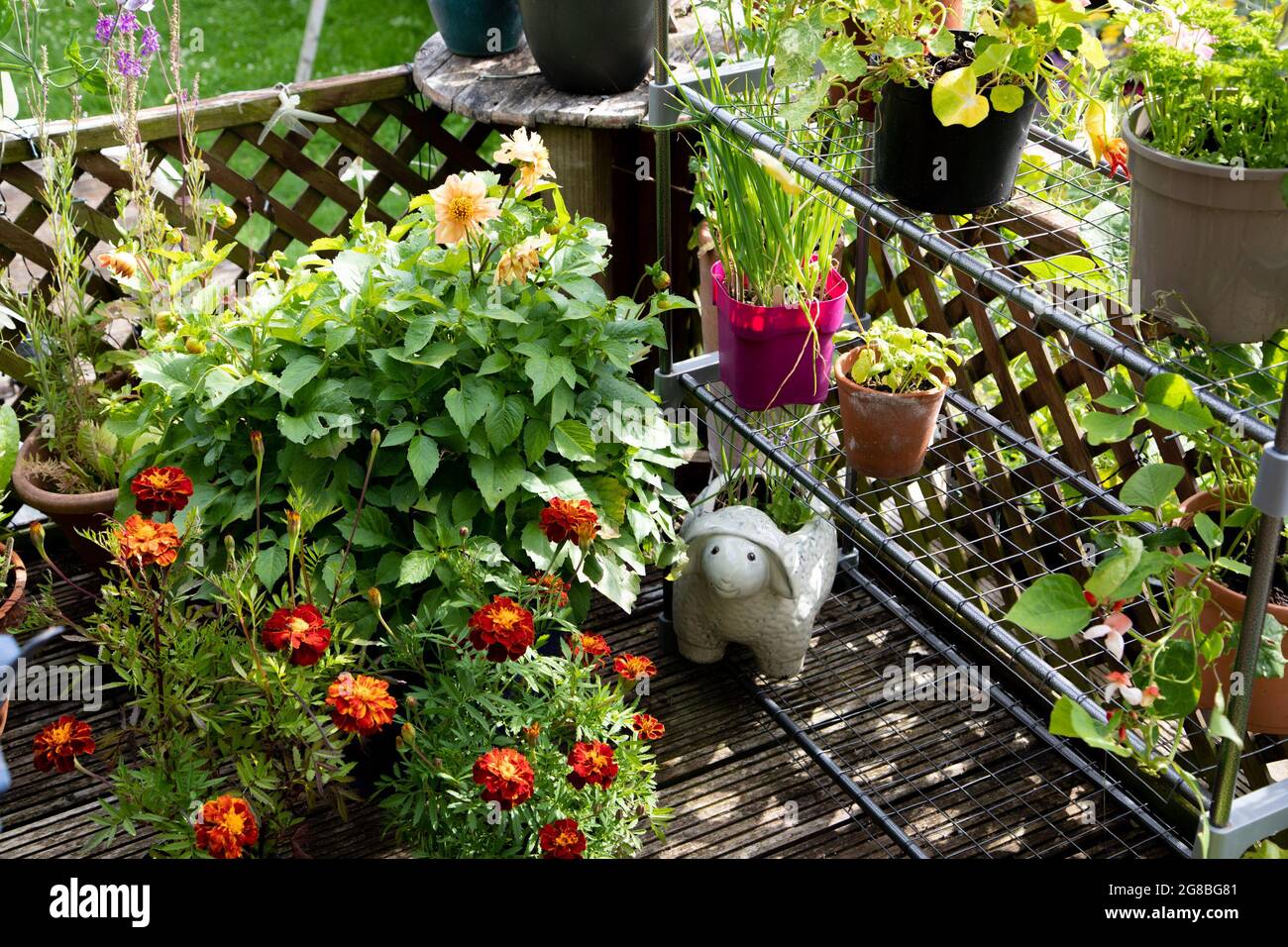 Sommerblumen in Containern auf einer Terrasse im hinteren Garten Stockfoto