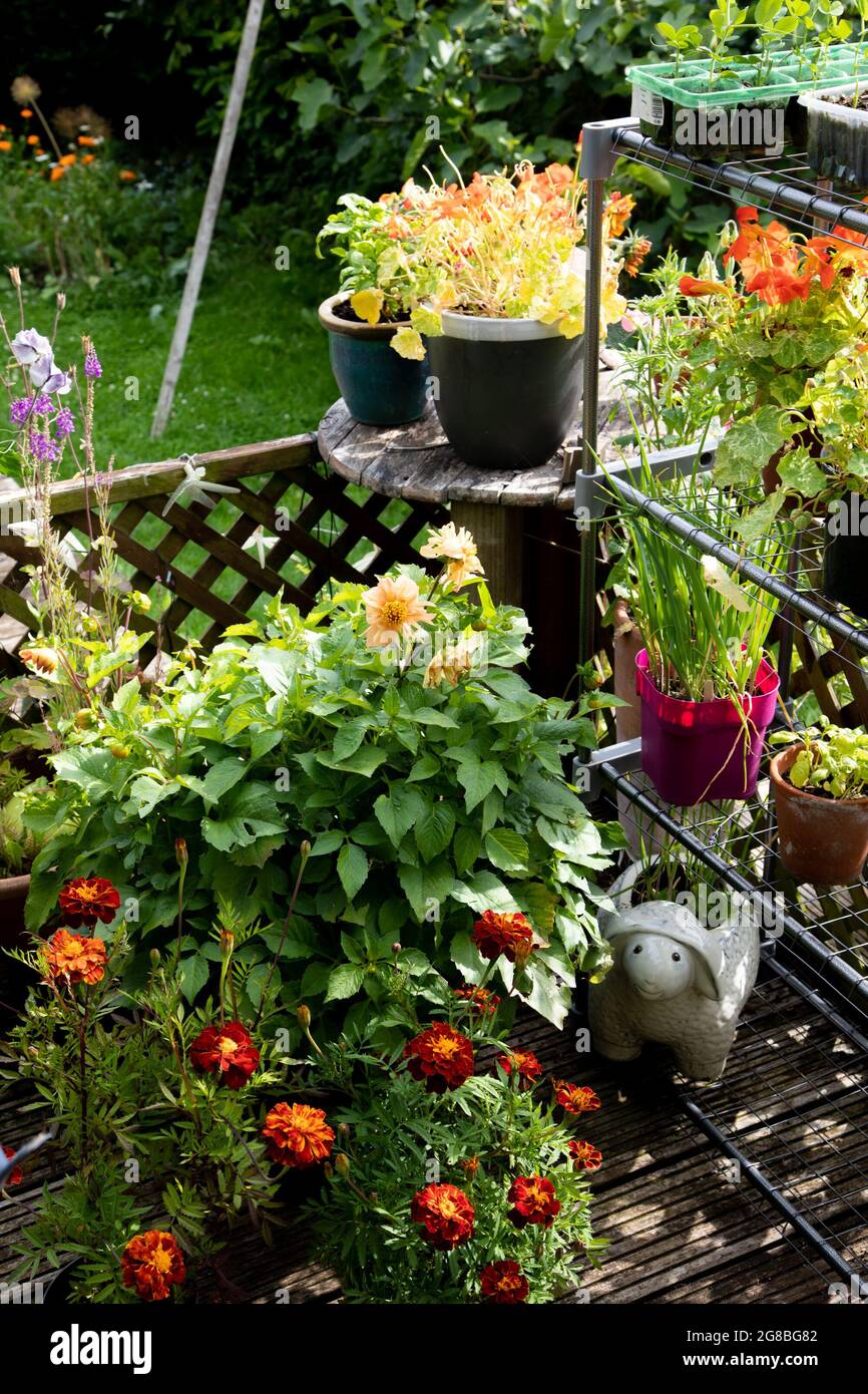 Sommerblumen in Containern auf einer Terrasse im hinteren Garten Stockfoto