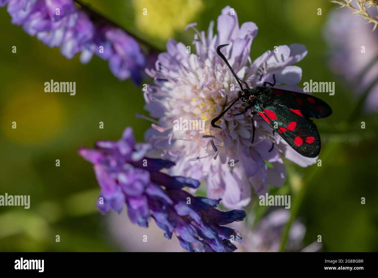 Burnett-Motte mit sechs Punkten (Zygaena filipendulae) auf Feldschabentausch (Knautia arvensis) Stockfoto