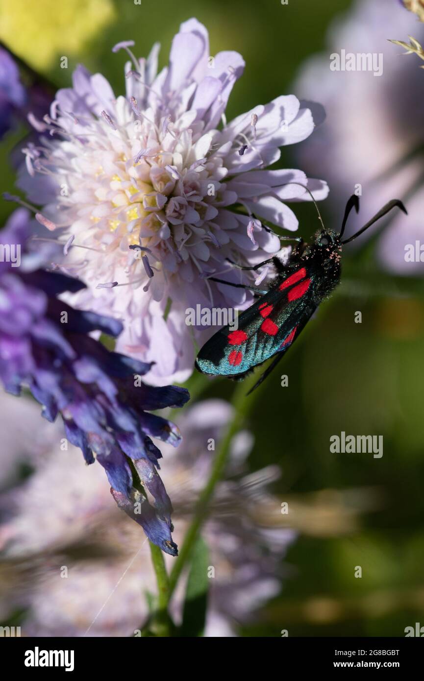 Burnett-Motte mit sechs Punkten (Zygaena filipendulae) auf Feldschabentausch (Knautia arvensis) Stockfoto