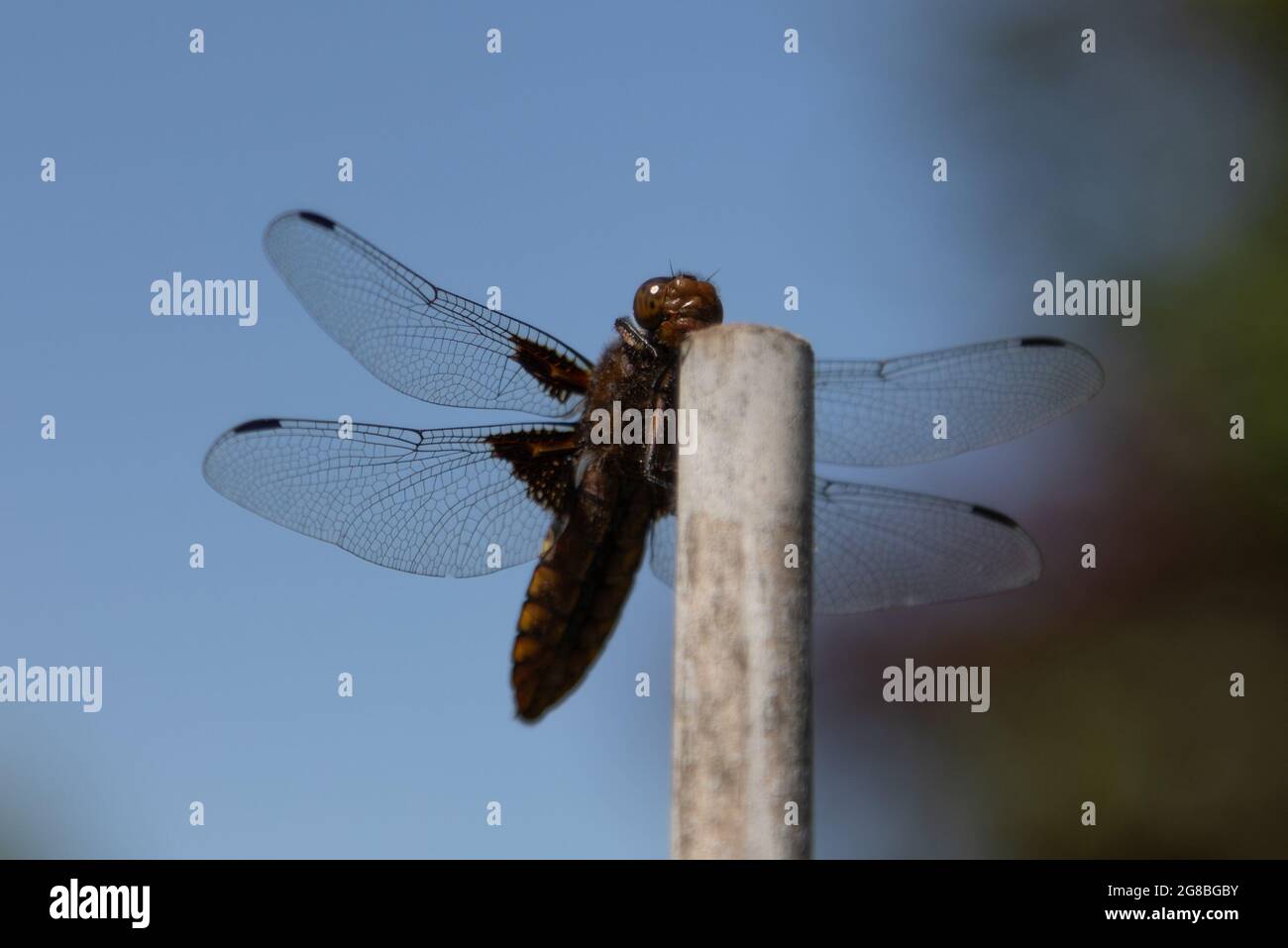 Weiblicher, breitkörperiger Chaser (Libellula depressa) Stockfoto