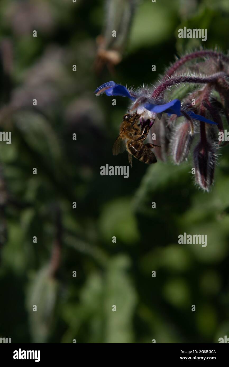 Honigbiene (APIs mellifera) auf Borretsch (Borago officinalis) Stockfoto