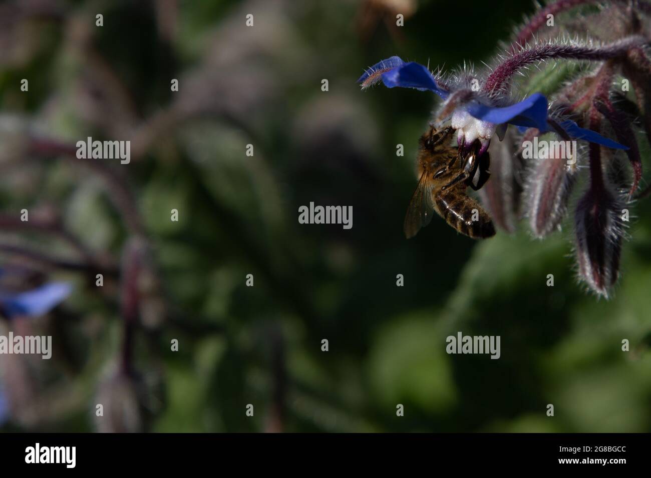 Honigbiene (APIs mellifera) auf Borretsch (Borago officinalis) Stockfoto