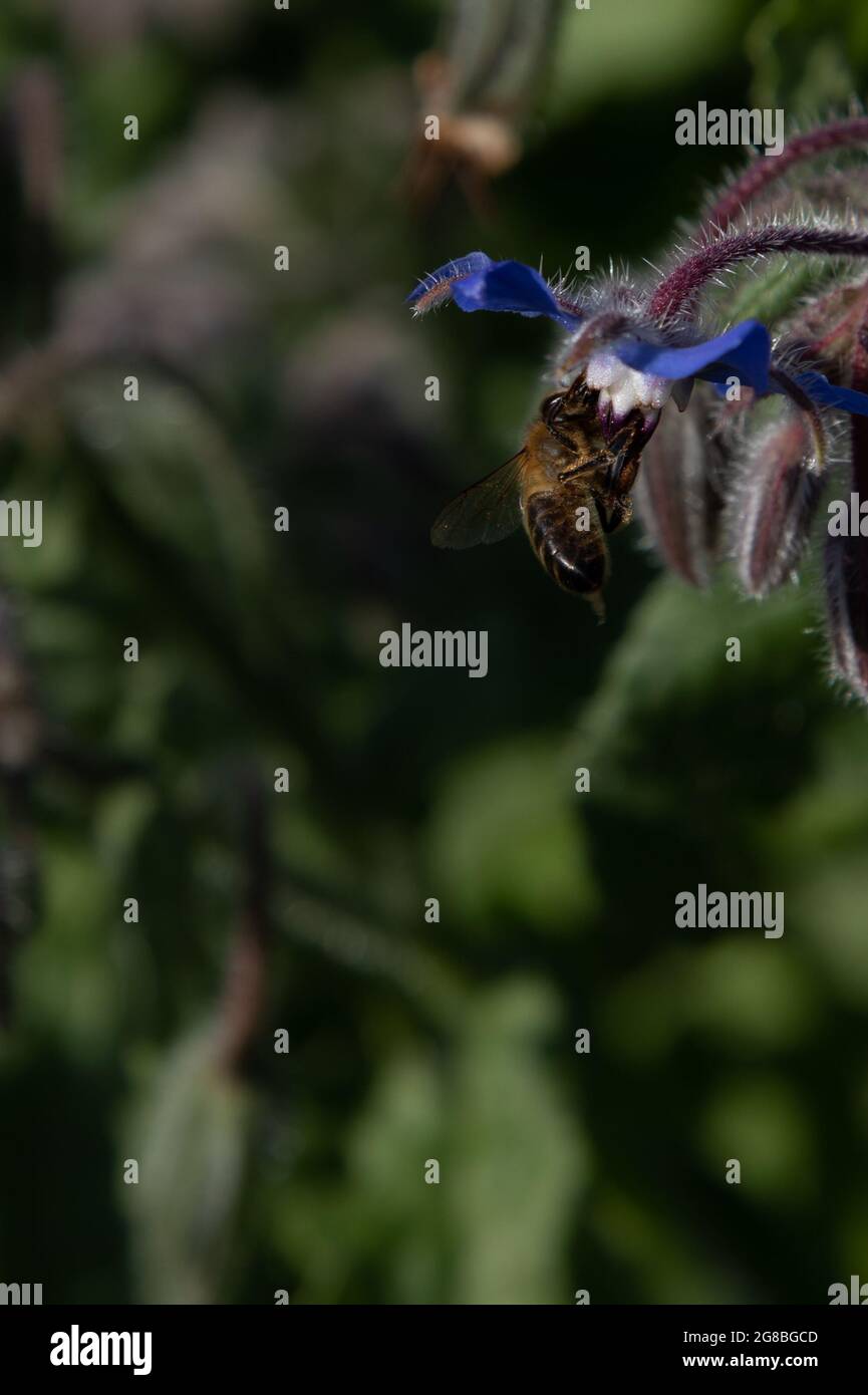 Honigbiene (APIs mellifera) auf Borretsch (Borago officinalis) Stockfoto