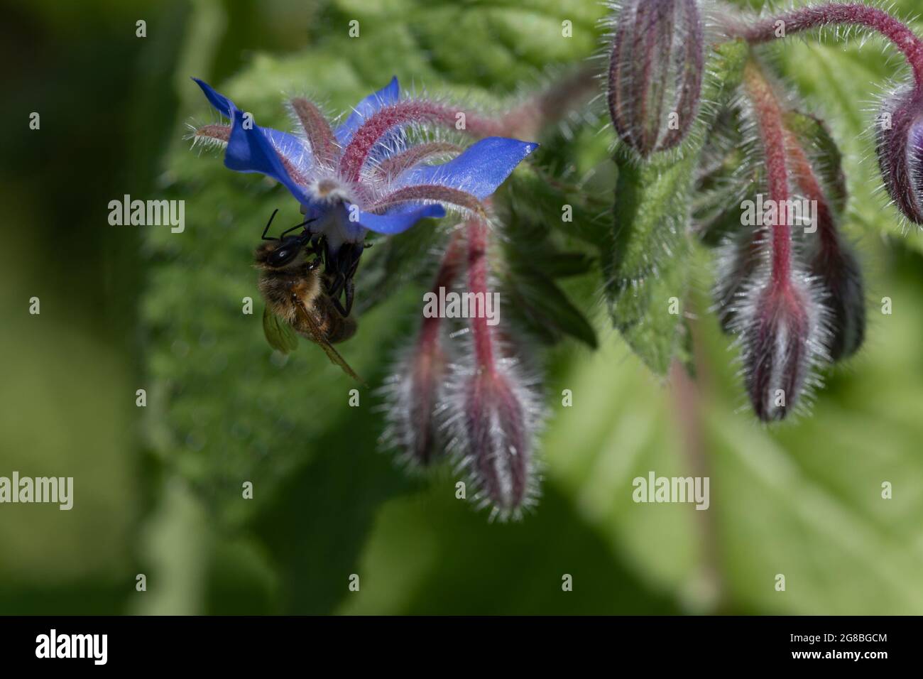 Honigbiene (APIs mellifera) auf Nahrungssuche Stockfoto