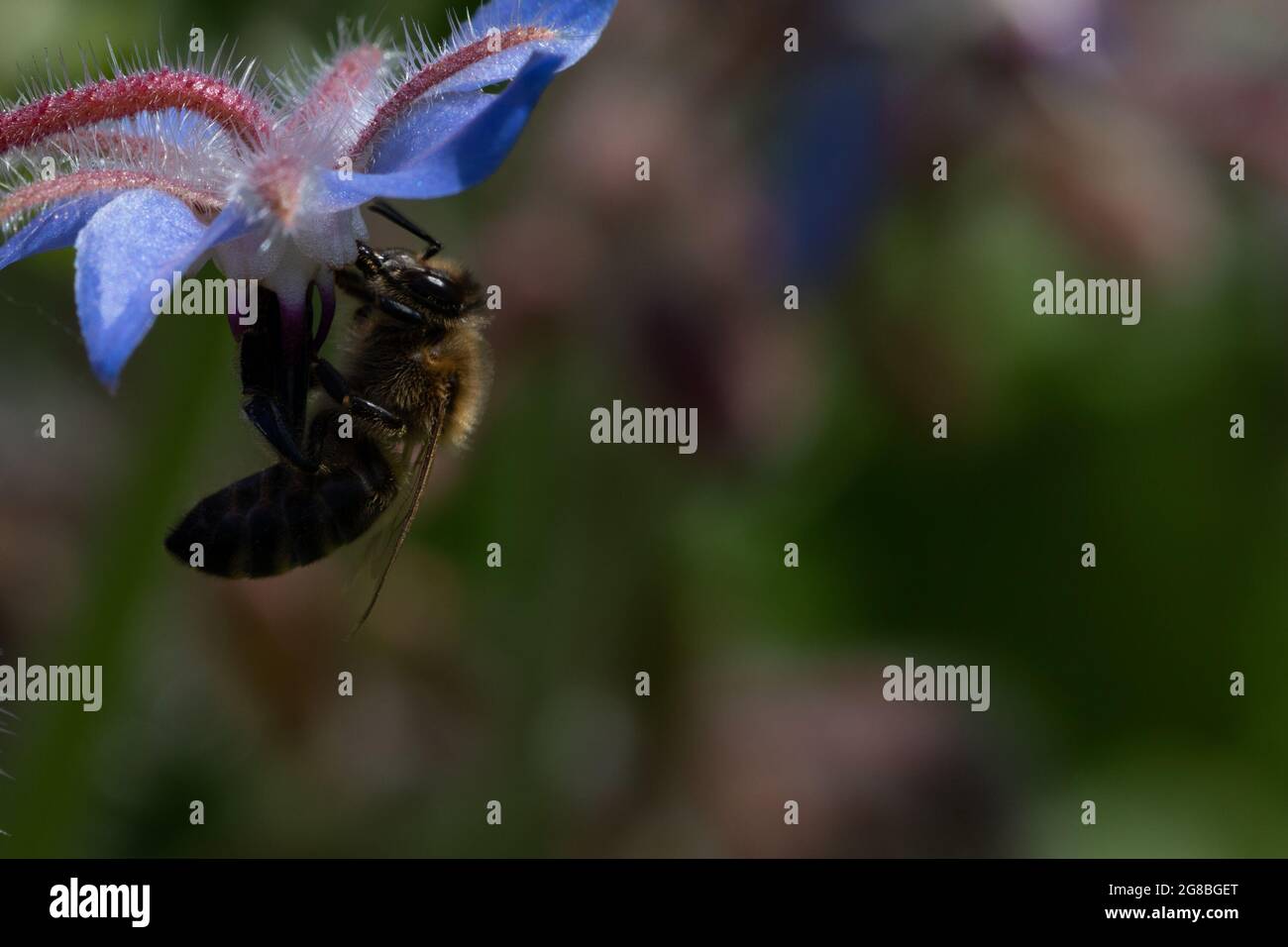 Honigbiene (APIs mellifera) auf Borretsch (Borago officinalis) Stockfoto