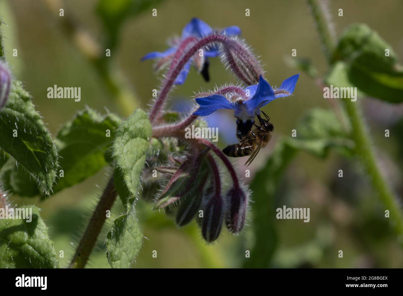 Honigbiene (APIs mellifera) auf Borretsch (Borago officinalis) Stockfoto