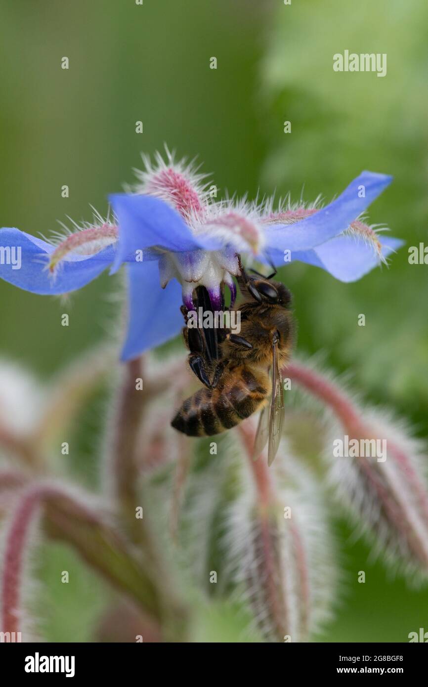 Honigbiene (APIs mellifera) auf Borretsch (Borago officinalis) Stockfoto