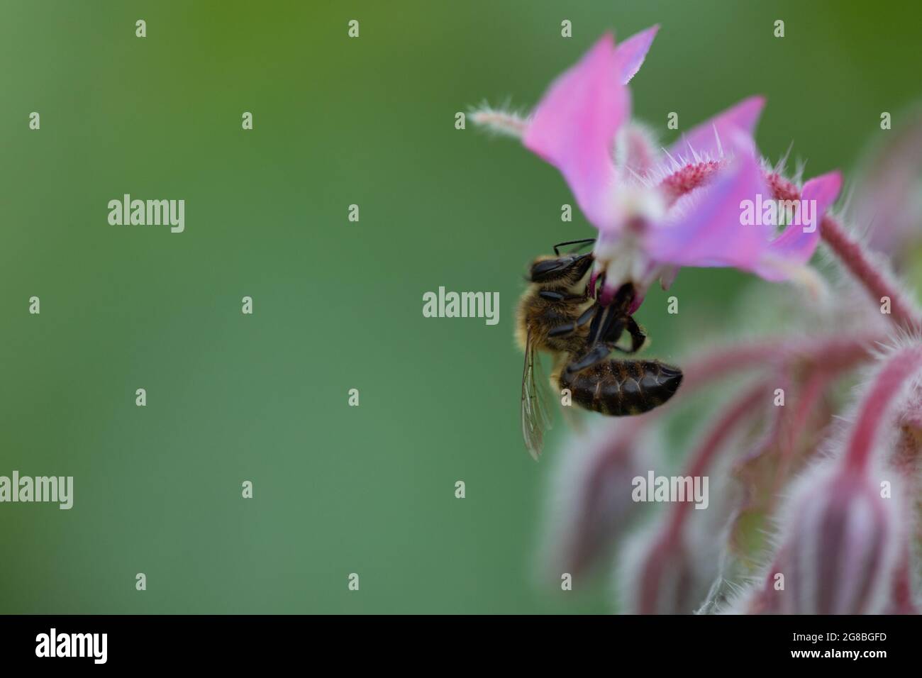 Honigbiene (APIs mellifera) auf Borretsch (Borago officinalis) Stockfoto