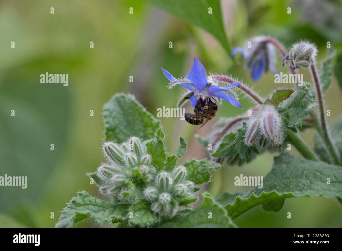 Honigbiene (APIs mellifera) auf Borretsch (Borago officinalis) Stockfoto