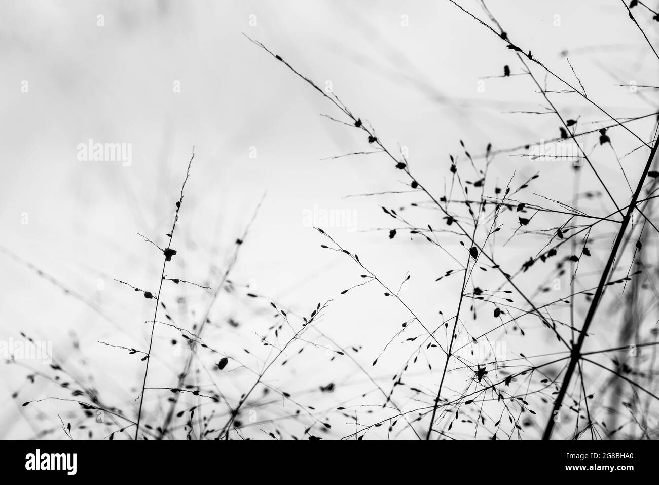 Tropisches Gras Hintergrund mit weichem Licht im Hintergrund. Stockfoto