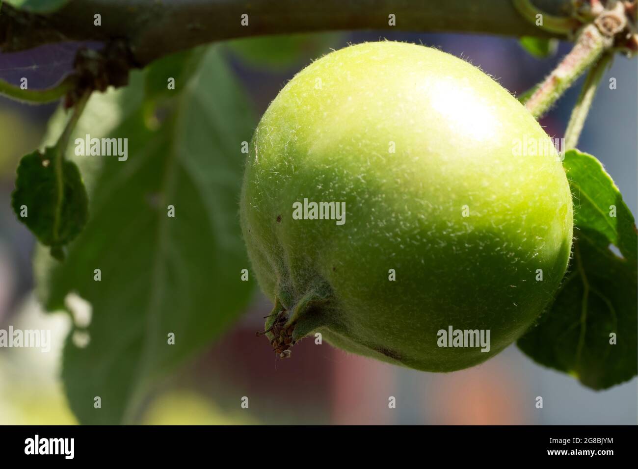 Ein unreifer Apfel auf einem Ast, Nahaufnahme. Ein Apfel ist eine essbare Frucht, die von einem Apfelbaum (Malus domestica) hergestellt wird. Stockfoto