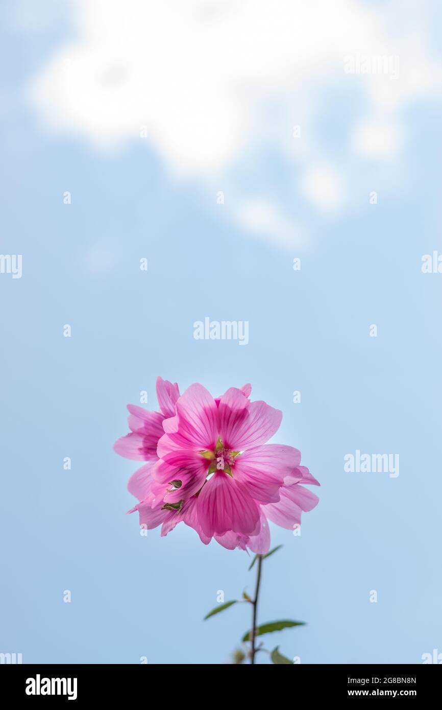 Lavatera clementii Rosea Baum Malve oder hollyhock, blauer Himmel und Copy Space für Text. Leuchtend rosa alcea Rosea Blume. Stockfoto